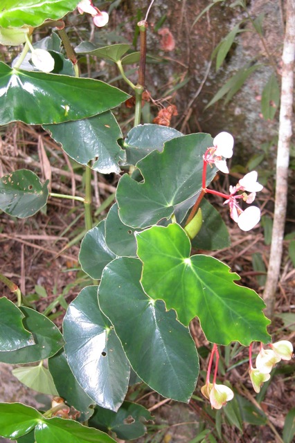 B. mysteriosa